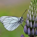 Baum-Weißling (Aporia crataegi)